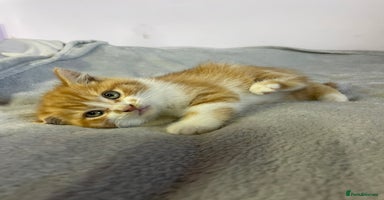 British Shorthair cats - Advert 10