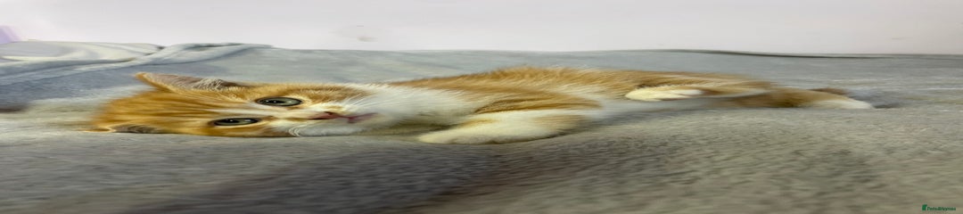 British Shorthair Kitten 1