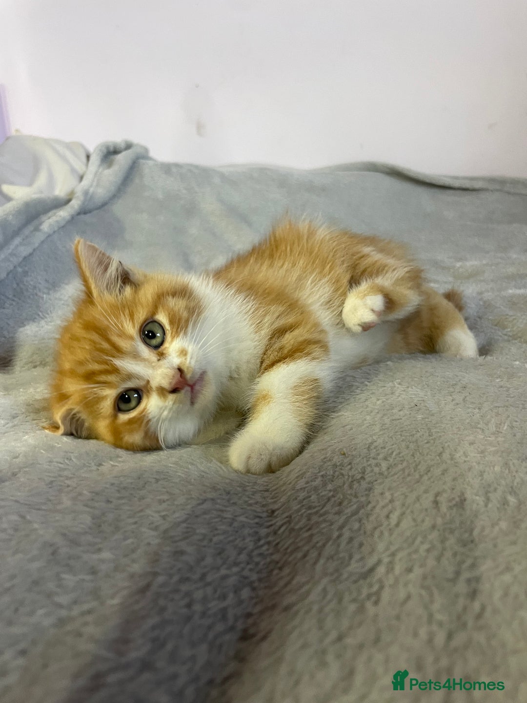 British Shorthair cats for sale: Four kittens ready to go (prices vary) - Image 3