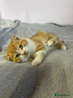 British Shorthair cats - Advert 16