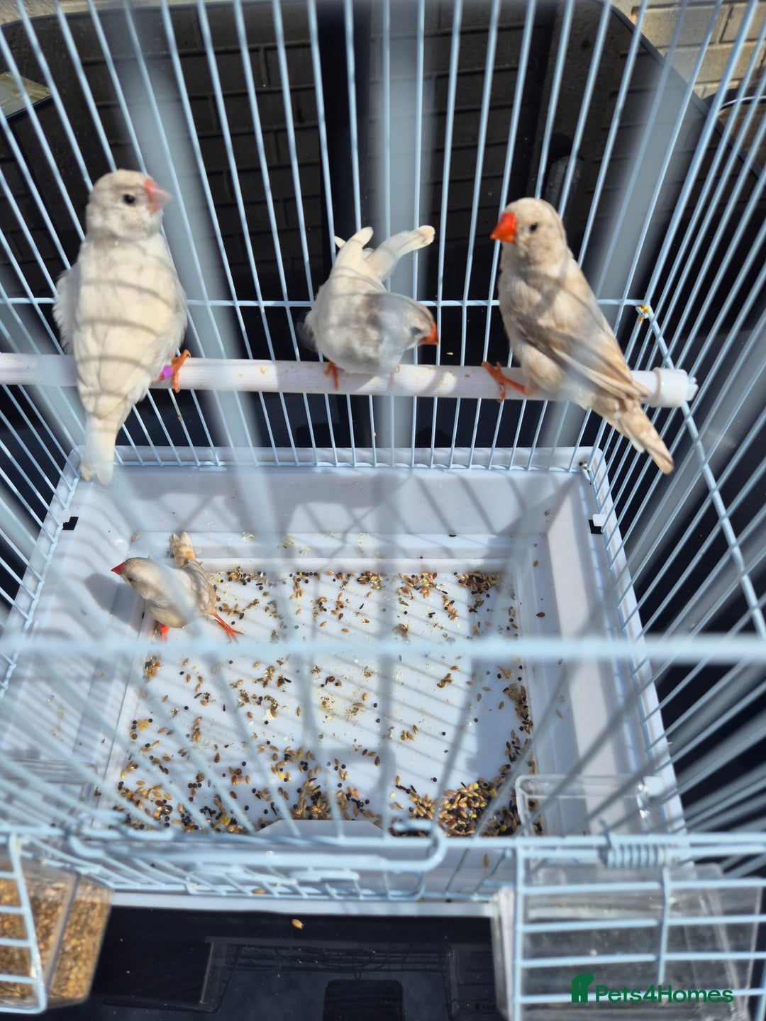 Budgerigars birds for sale: Baby budgies and zebra finches for sale - Image 5