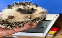 Pygmy Hedgehog rodents for sale:  Dark young girl pygmy hedgehog ready now  - Image 5