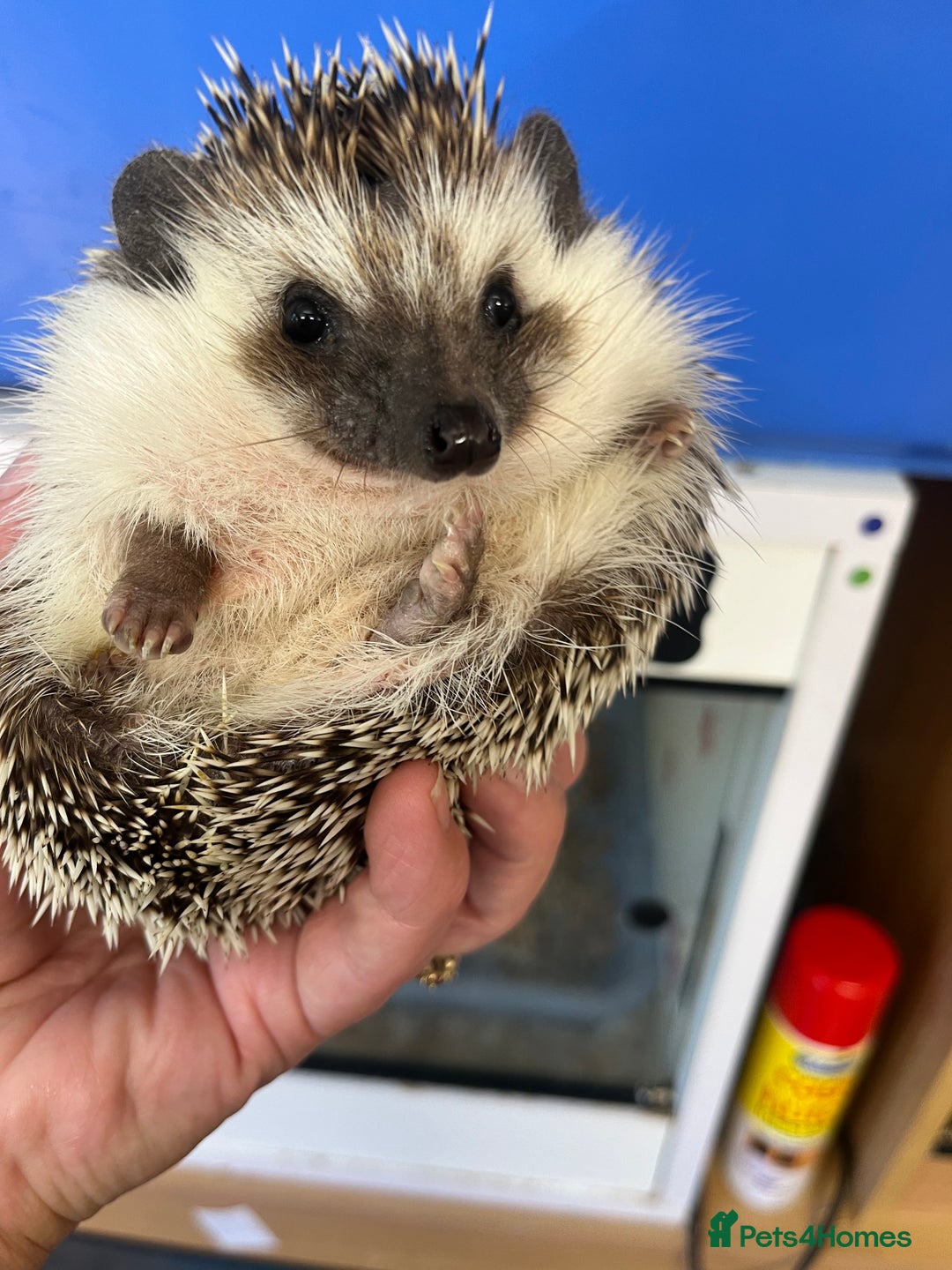 Pygmy Hedgehog rodents for sale:  Dark young girl pygmy hedgehog ready now  - Image 5