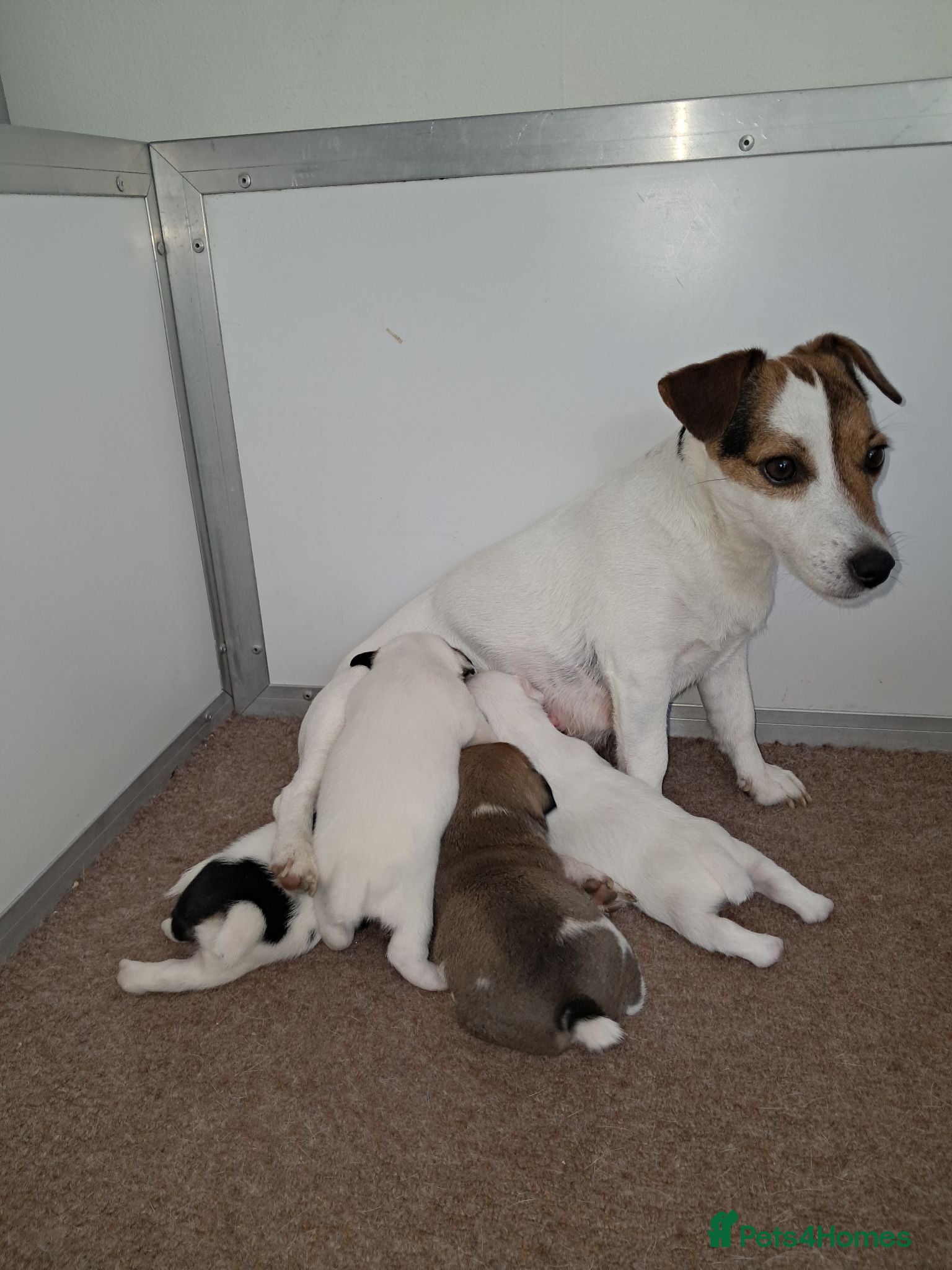 Jack Russell dogs Stunning boys - Advert 2