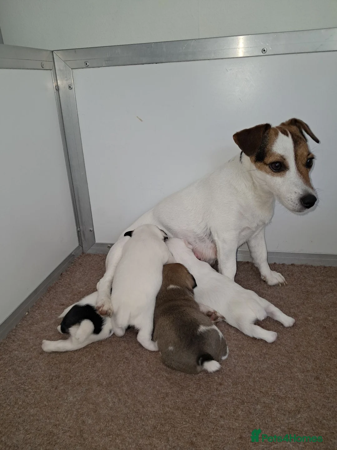 Jack Russell dogs for sale: Stunning boys in Stoke-on-Trent - Advert 2