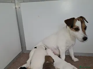 Jack Russell dogs Stunning boys - Advert 2