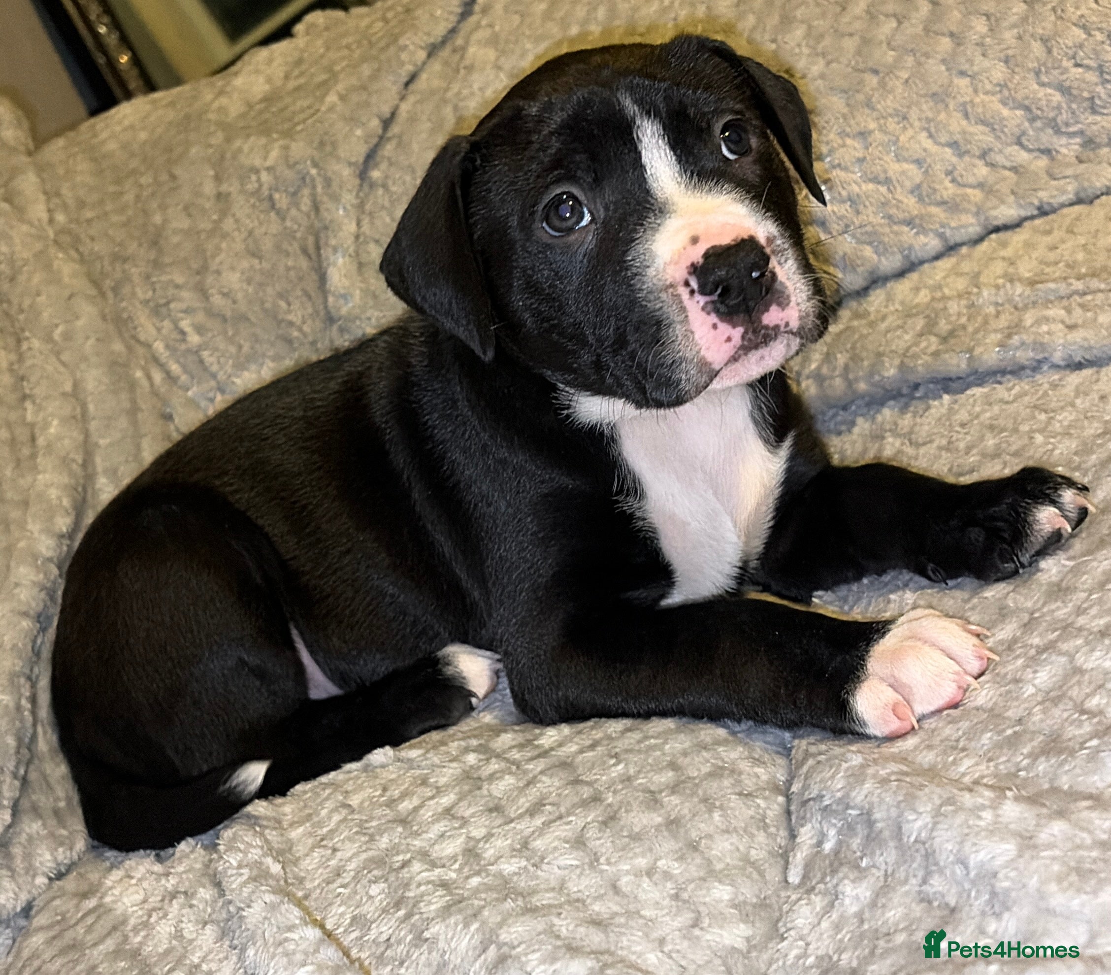 Mixed Breed dogs Male pup  - Advert 18