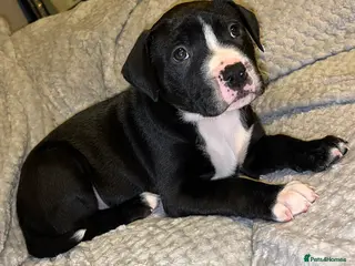 Mixed Breed dogs Male pup - Advert 9