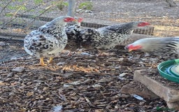 Chickens poultry for sale: Silver Mottled Wyandotte Bantam Quartet - Image 4