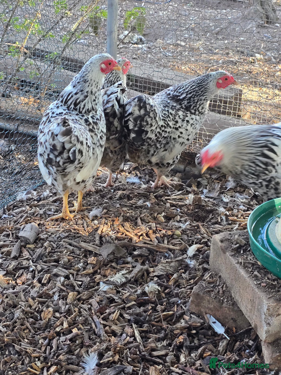 Chickens poultry for sale: Silver Mottled Wyandotte Bantam Quartet - Image 4