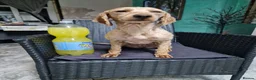 Labradoodle dogs for sale: This is daisy looking for a loving home - Advert 9