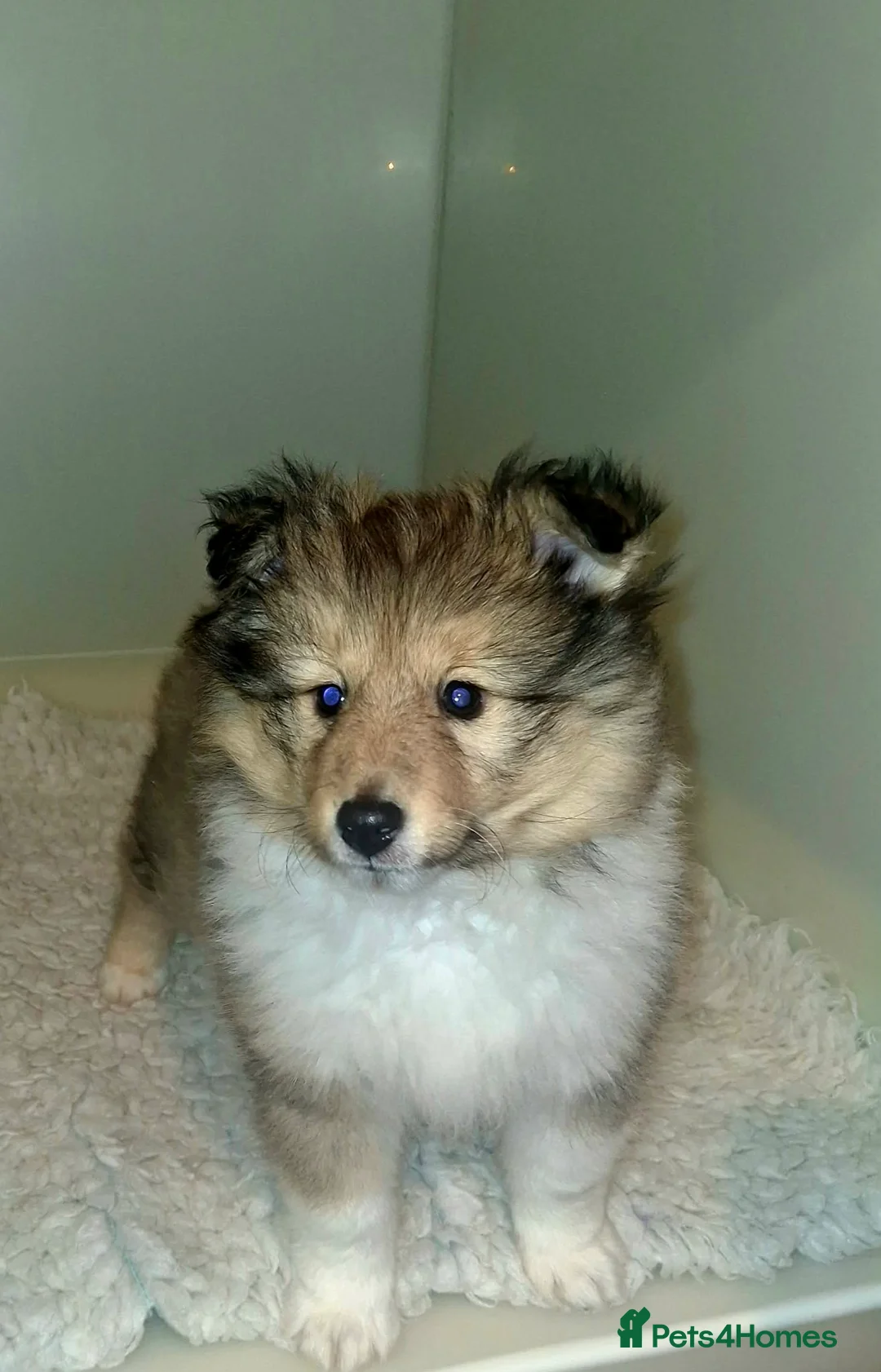 Shetland Sheepdog dogs for sale: Male Shetland Sheepdog Puppy - Advert 1