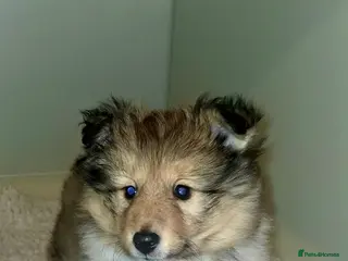 Shetland Sheepdog dogs Male Shetland Sheepdog Puppy - Advert 4