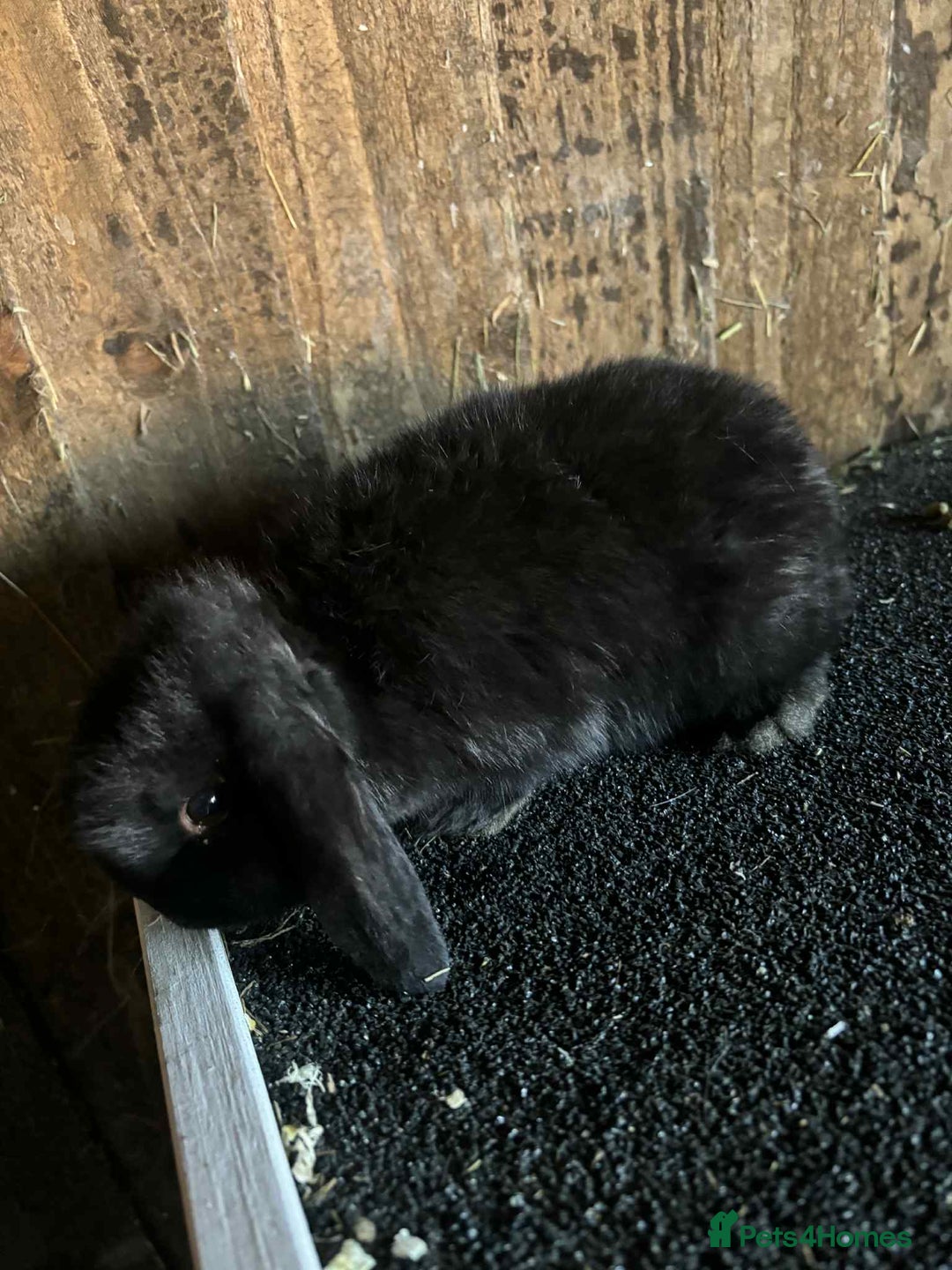 Mini Lop rabbits for sale: Baby mini lop rabbits - Advert 8