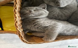 British Shorthair cats for sale: Beautiful Blue British Shorthair Kittens - Image 29