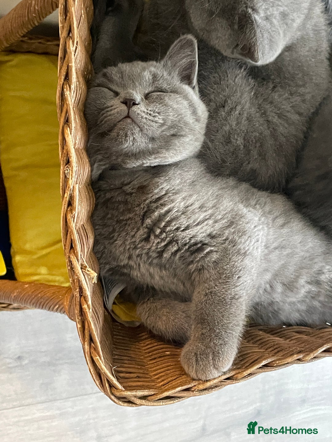 British Shorthair cats for sale: Beautiful Blue British Shorthair Kittens - Image 29