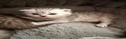 Scottish Fold cats for sale: Beautiful Scottish Fold Kittens for Loving Homes🐱 - Advert 8