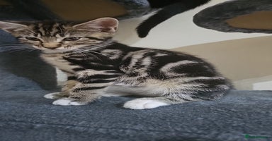Bengal cats - Advert 14