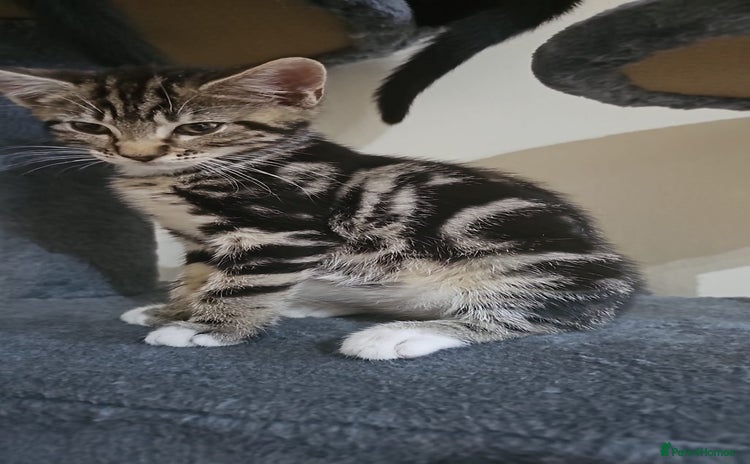 Bengal cats - Advert 2