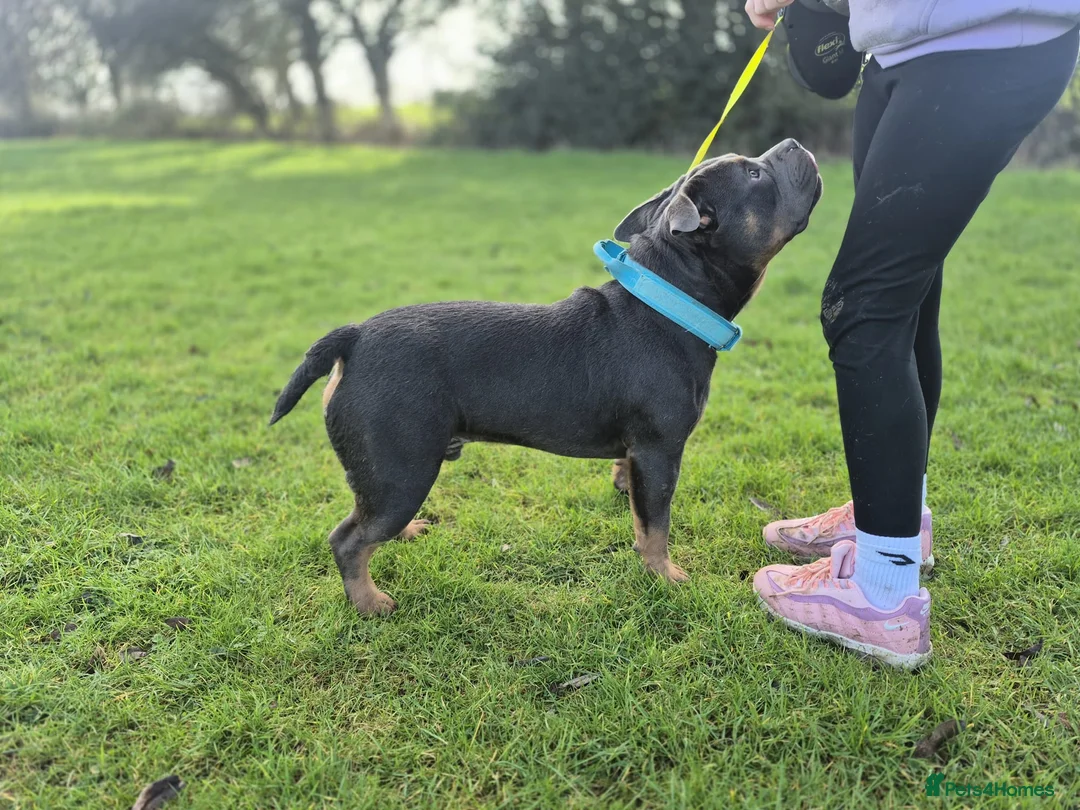 American Bully dogs for stud: Abkc blue tri pocket bully stud well proven - Advert 5