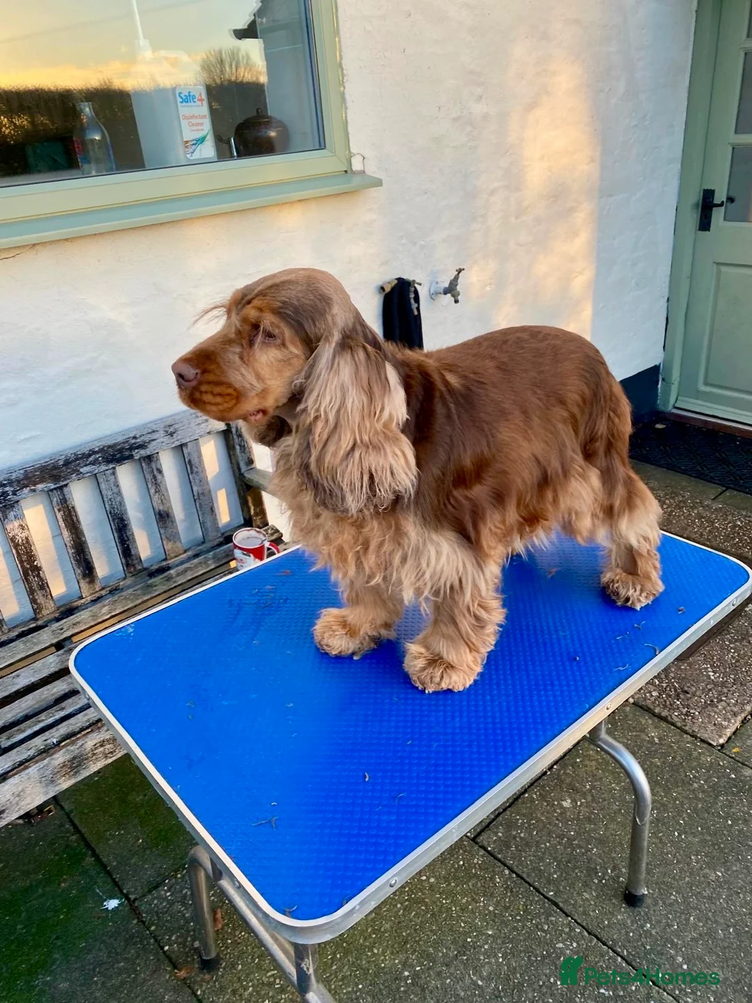 Cocker Spaniel dogs for sale: Cocker Spaniel Show Type Pups KC registered  - Advert 7