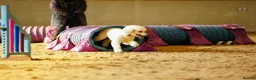 Standard Poodle dogs for stud: Quality White Standard Poodle for Stud - Advert 12