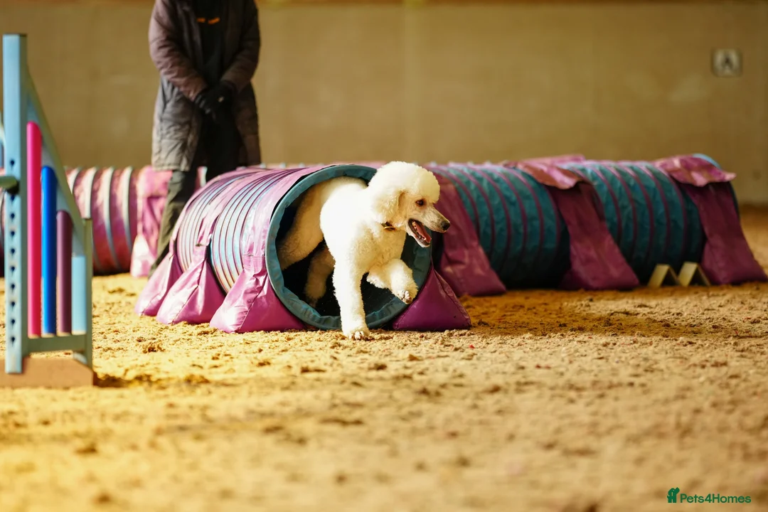 Standard Poodle dogs for stud: Quality White Standard Poodle for Stud - Advert 12