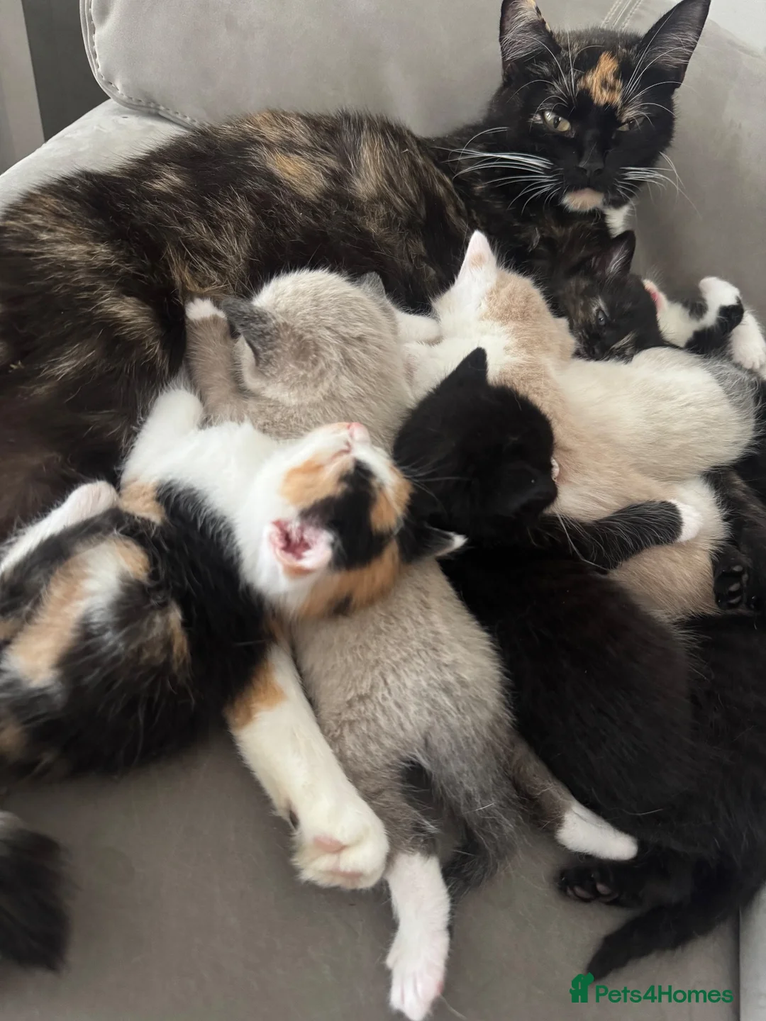 Mixed Breed cats for sale: Cute amazing kittens in Rugby - Advert 2