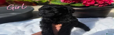 Schnoodle 2