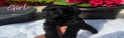Schnoodle dogs for sale: Schnoodles - Advert 3