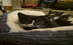 Mixed Breed cats for sale: Beautiful Kittens looking for forever homes  - Image 2