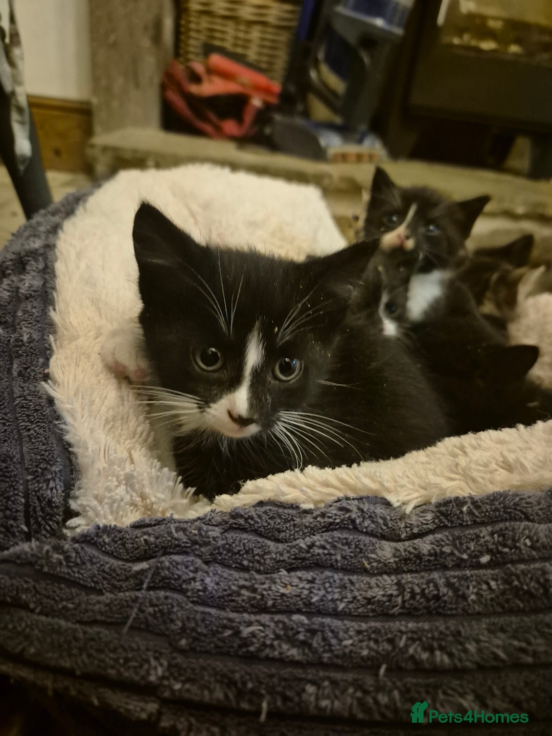 Mixed Breed cats for sale: Beautiful Kittens looking for forever homes  - Image 2