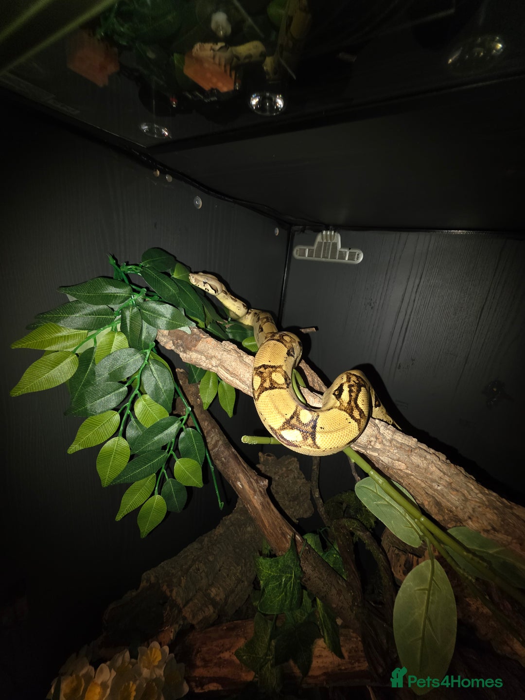 Boa Snake reptiles for sale: Brother and sister with tanks  - Advert 10