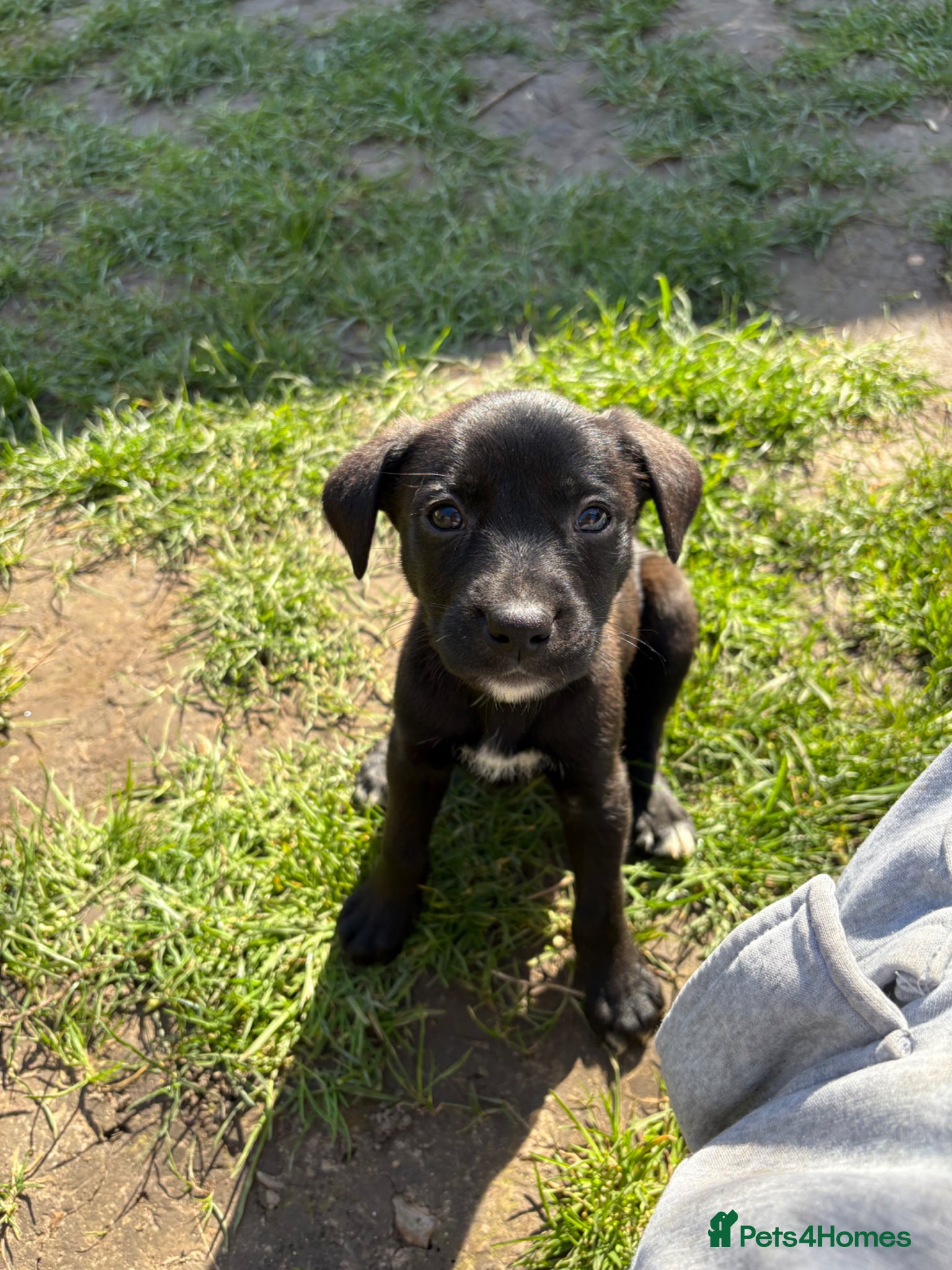 Mixed Breed dogs **READY TO LEAVE 🥰*10 beautiful shepherd-staff🐶  - Advert 12
