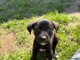 Mixed Breed dogs **READY TO LEAVE 🥰*10 beautiful shepherd-staff🐶 - Advert 12