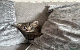 Mixed Breed cats for sale: 4 beautiful kittens for sale - Image 5