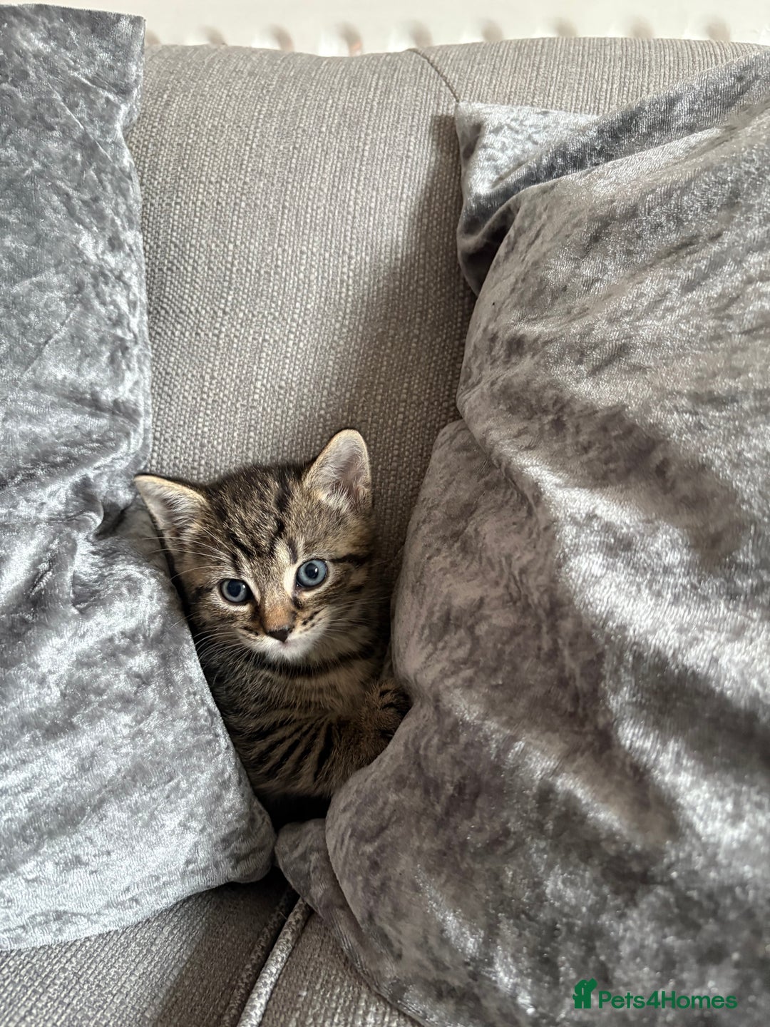 Mixed Breed cats for sale: 4 beautiful kittens for sale - Image 5