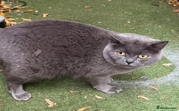 British Shorthair cats for sale: Bsh female for sale - Image 1