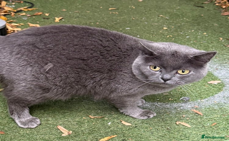 British Shorthair cats - Advert 1