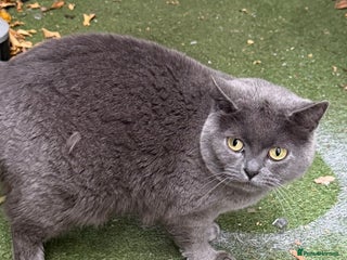 British Shorthair cats for sale - Advert 1