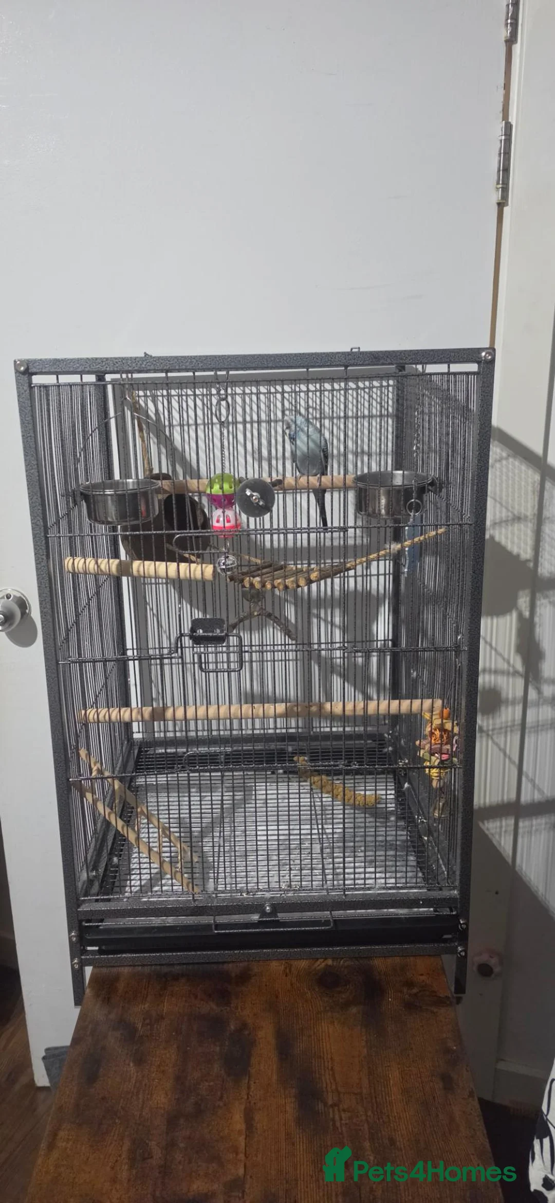 Budgerigars birds for sale: Male budgie, Over 1 years old - Advert 4