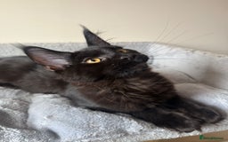 Maine Coon cats for sale: Very good price - Image 12