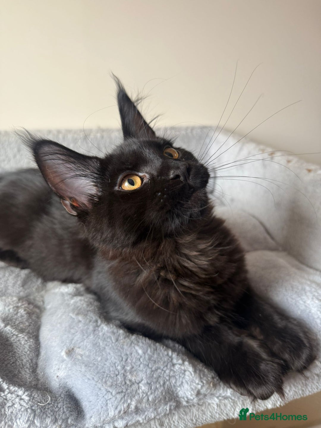Maine Coon cats for sale: Very good price - Image 12