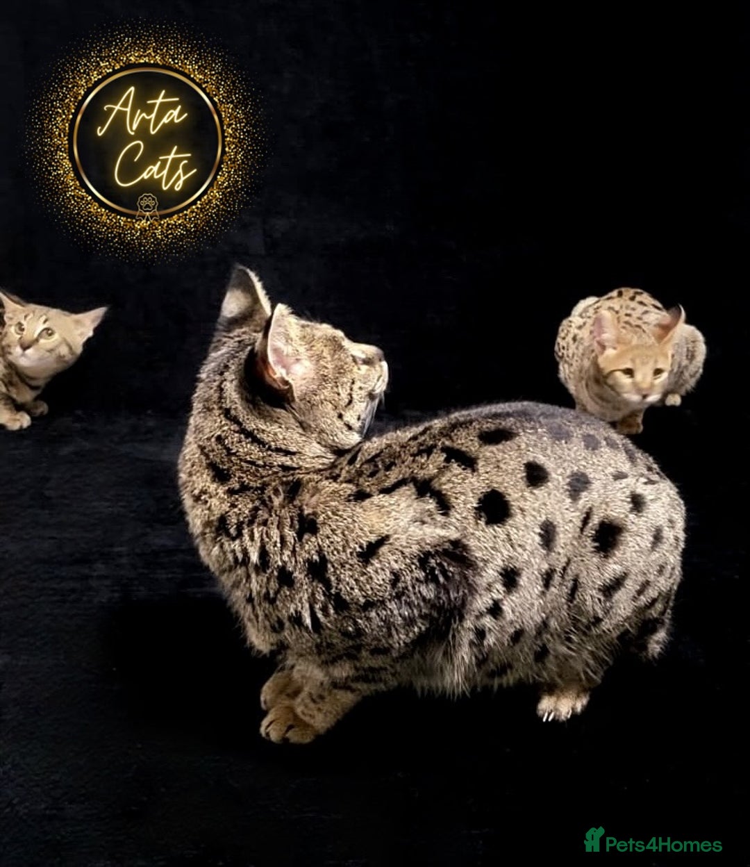 Savannah cats for sale: Stunning F2 Savannah girls - Advert 2