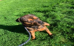 Mixed Breed dogs for sale: 10 month old rottweiler x  - Image 5