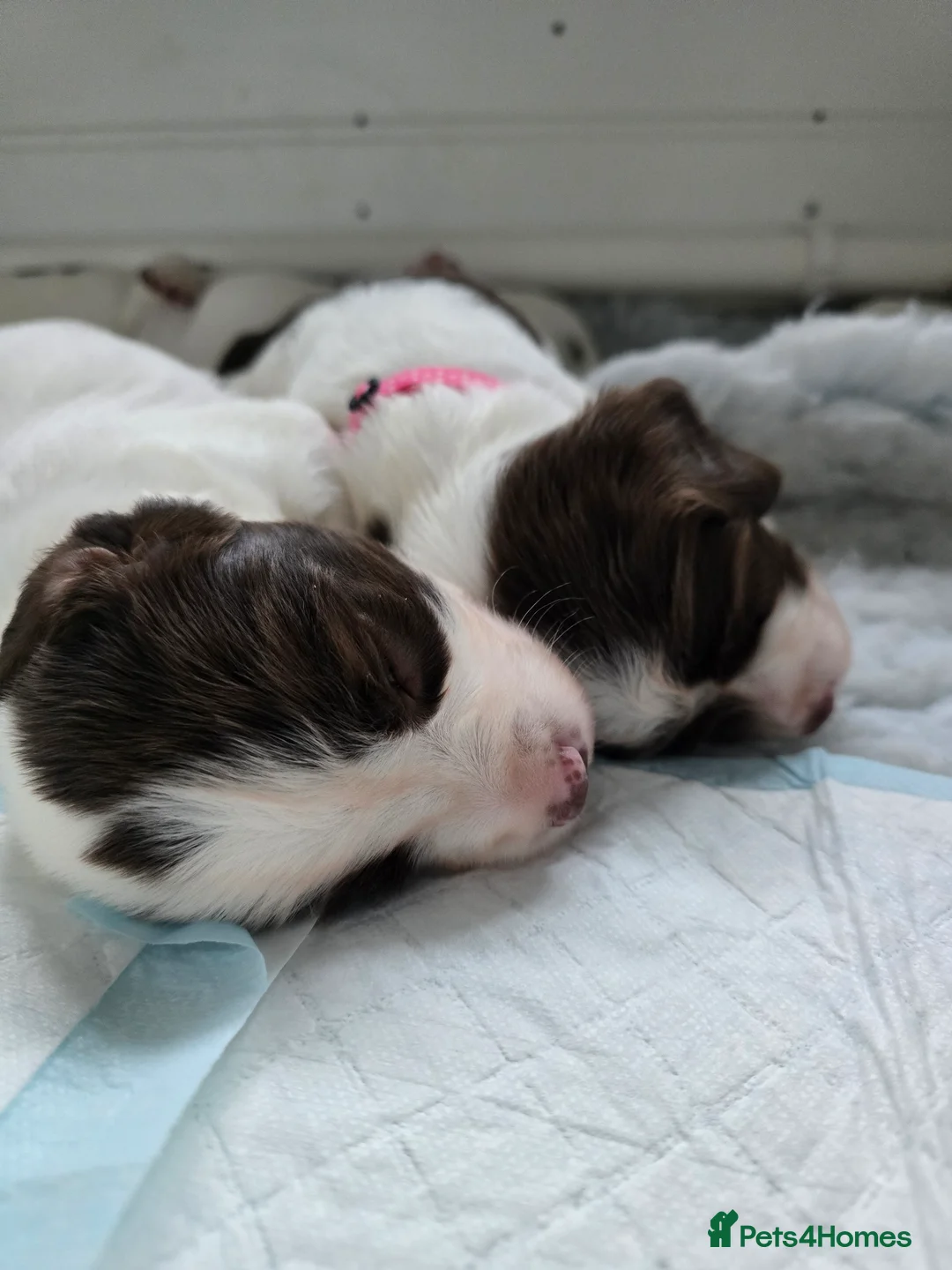 English Springer Spaniel dogs for sale:  Health tested Springer Spaniel puppies - Advert 7