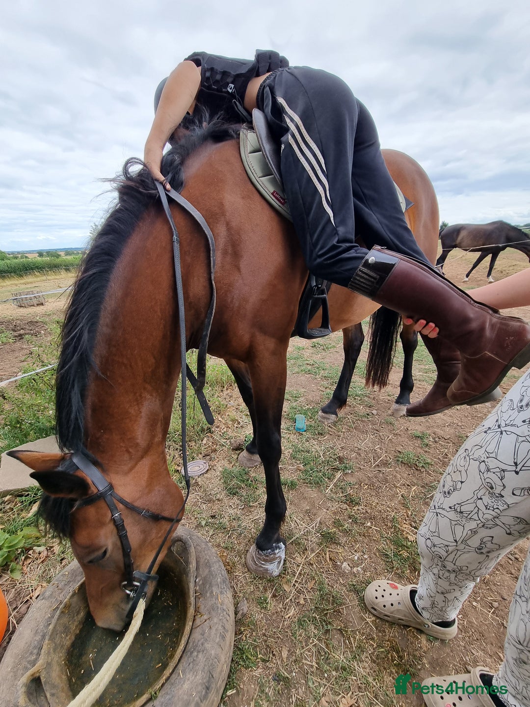 Welsh Section D horses for sale: Bartonhouse charlotte(charlie)15.1 welsh part bred - Image 11