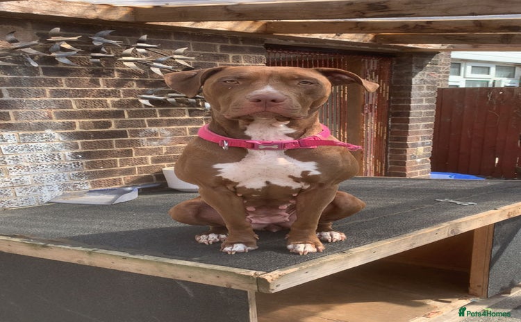 Mixed Breed dogs - Advert 1