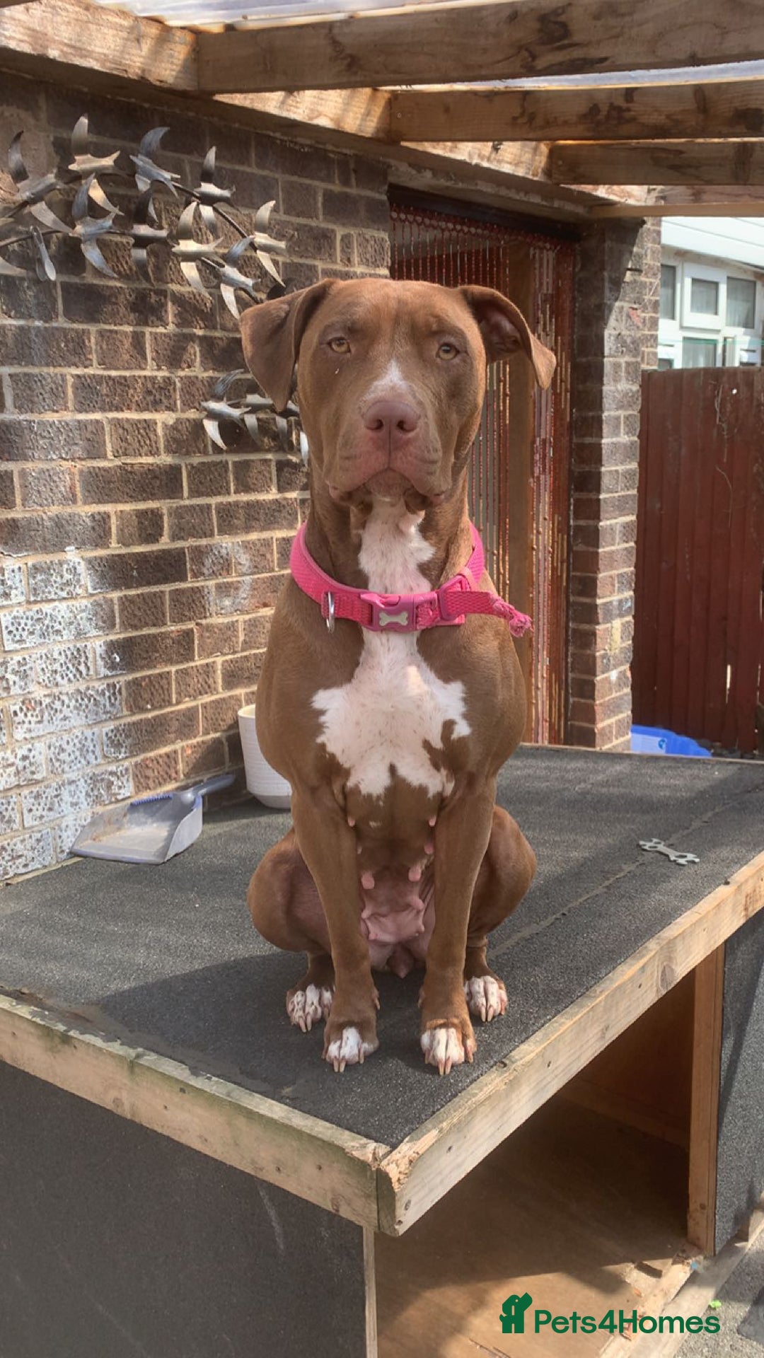 Mixed Breed dogs for sale: Dog for sale  - Image 1