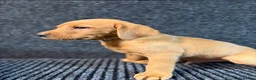 Labrador Retriever dogs for sale: FOX RED PUPPY’S - Advert 6